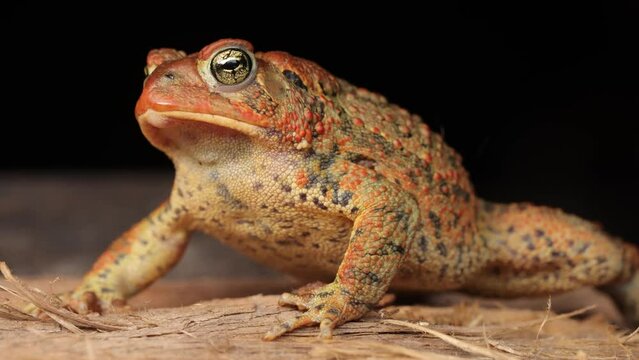 Close-up shot of an  American Toad. Shot in Minnesota.