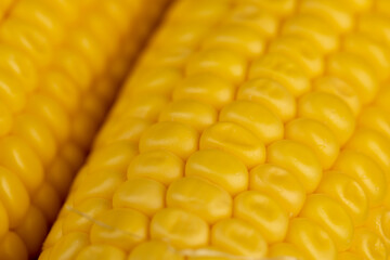 a ripe corn cob covered with water drops