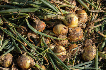 onion harvest during drying in the garden