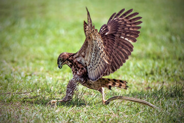 Crested Goshawk bird fighting with snake on the green grass