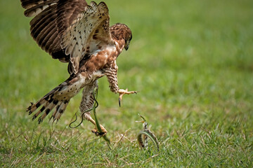 Crested Goshawk bird fighting with snake on the green grass