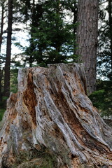 Loch an Eilein, Rothiemurchus scotland