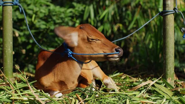A young calf lies on the grass and eats hay, a calf chews grass, farm everyday life, a well-fed or hungry young bull in the hayloft eats freshly cut hay, a brown calf.