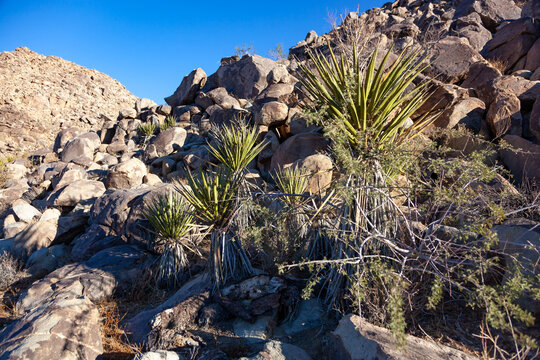Branches Joshua Tree Yucca Brevifolia Mojave Desert Joshua Tree National Park
