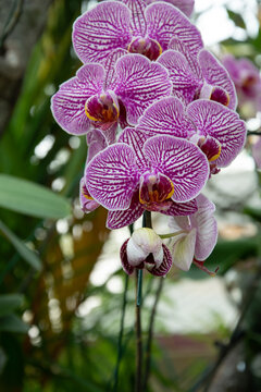 amazing ochid