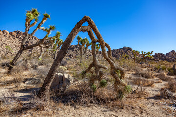 Branches Joshua Tree Yucca Brevifolia Mojave Desert Joshua Tree National Park