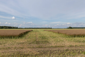 an agricultural field where the harvest of oilseed rape grows