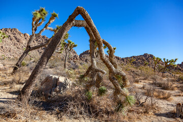 Branches Joshua Tree Yucca Brevifolia Mojave Desert Joshua Tree National Park
