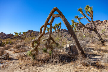 Branches Joshua Tree Yucca Brevifolia Mojave Desert Joshua Tree National Park