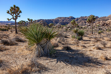 Branches Joshua Tree Yucca Brevifolia Mojave Desert Joshua Tree National Park