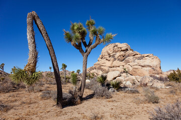 Branches Joshua Tree Yucca Brevifolia Mojave Desert Joshua Tree National Park California
