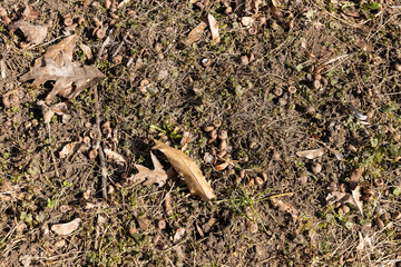 old leaves fallen in autumn on the ground in the spring season