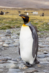 King Penguin - 1109
