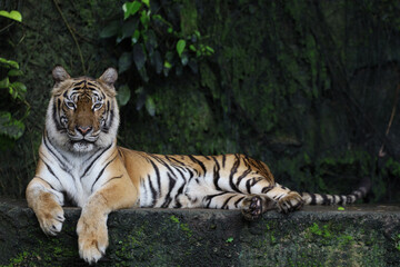 Close up Indochinese tiger is beautiful animal and dangerous in forest