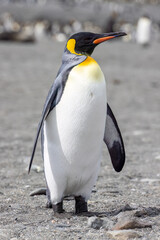 Fototapeta premium King Penguin - 1141