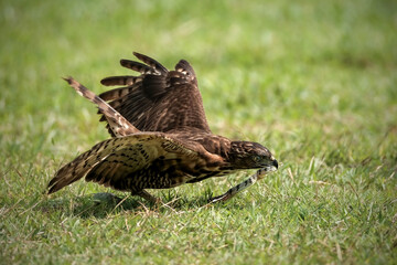 Crested Goshawk bird fighting with snake on the green grass