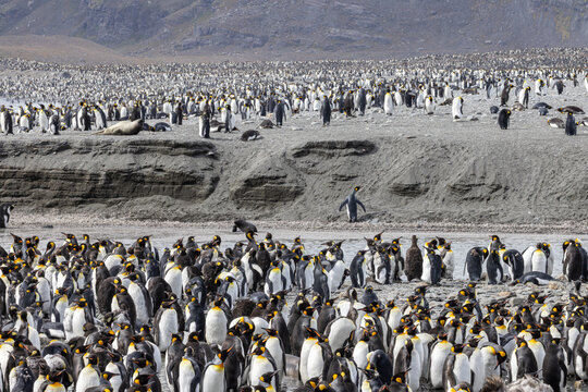 King Penguins - 1167