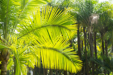 green palm leaf in sunlight