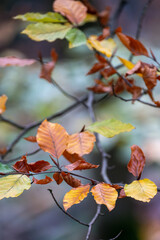 Herbstblätter