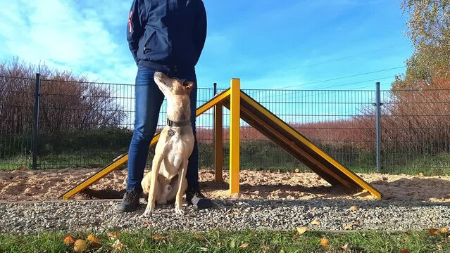 Woman trains with a young mongrel dog on dog training field.  Girl and crossbreed pet do tricks. Dog training. Cute dog runs up to its owner, sits down next to it, and runs around the person&rsquo;s legs.
