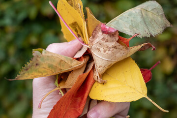 Herbstblätter in einer Hand