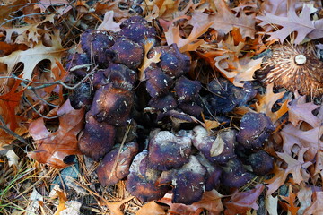 Black mushrooms in the forest are uncultivated fungus in autumn growing on the ground.