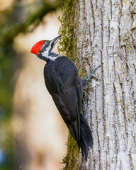 Pileated Woodpecker - 3270