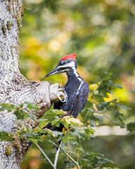 Pileated Woodpecker - 3302