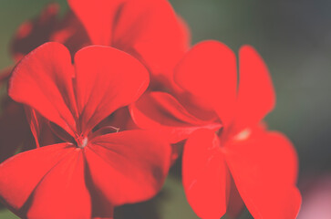 Bright red geranium flowers close-up. Floral background