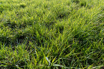 field with grass for harvesting fodder for cows