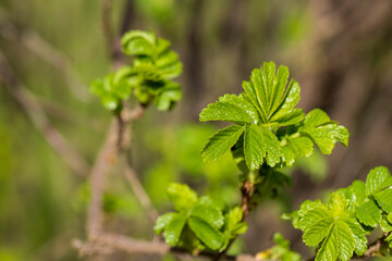 green foliage on a rosehip bush in spring