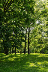 deciduous trees with green foliage in spring, green foliage