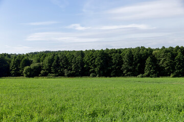a field where animal feed is grown on the farm