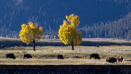 Bison grazing bellow yellow aspens in Lamar Valley in Yellowstone National park