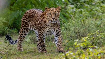 Sub-adult leopard crossing paths in the jungle