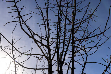 deciduous trees in winter during the day in sunny weather