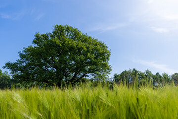 Fototapeta premium a lonely oak with green foliage in the summer