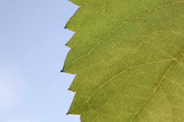 Edge of grape leaf with zigzag pattern on blue clear sky background