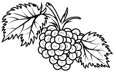 colouring sheet for kids with grapes vector illustration