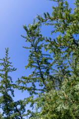 green needles on a larch tree in the spring season