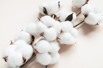 cotton flowers on a branch on a beige background