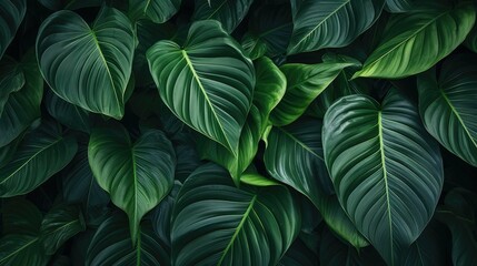  Abstract green leaf texture, nature background