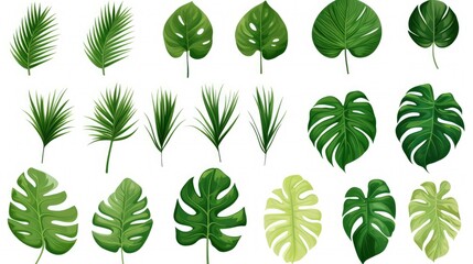 Beautiful Different Tropical Green Leaves Isolated on Transparent Background