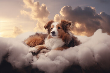 Old cute dog in dog heaven - obrazy, fototapety, plakaty