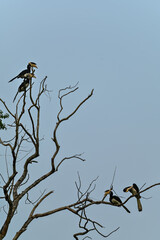 types of Squirrel of the world