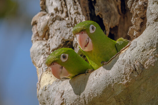Retratos de Polluelos de Loro M&aacute;scara Roja, Psittacara erythrogenys
