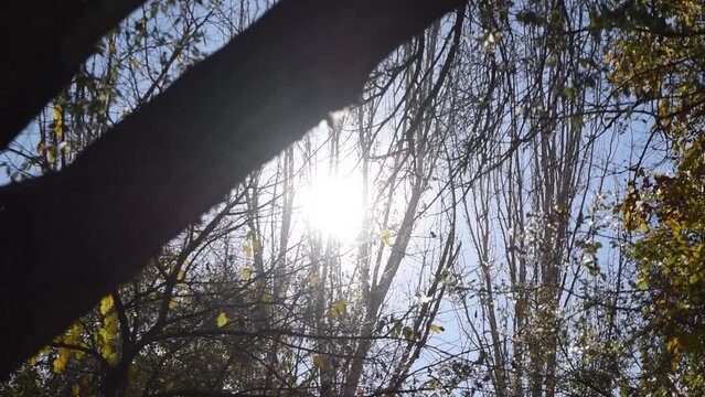 Sun shining in the sky among treetops in autumn 