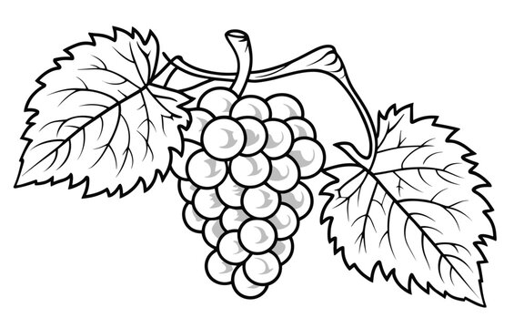 colouring sheet for kids with grapes vector illustration