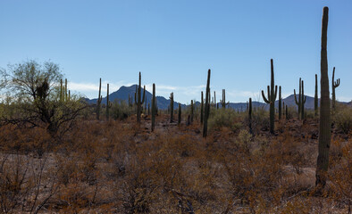 Carnegiea gigantea in desert, Organ pipe national park, Arizona - large cactus