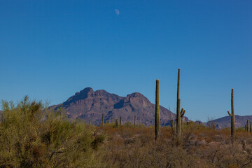 Carnegiea gigantea in desert, Organ pipe national park, Arizona - large cactus